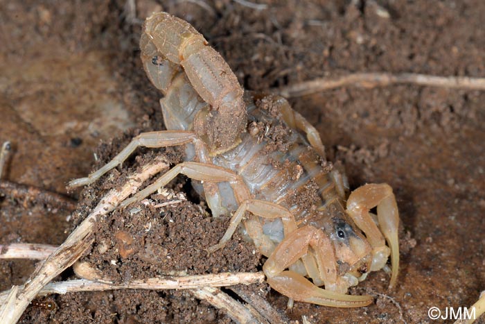 Buthus occitanus