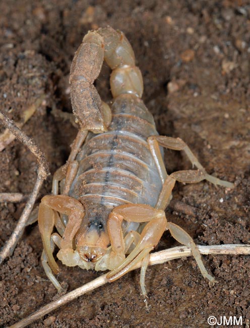 Buthus occitanus