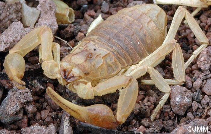 Buthus occitanus : Scorpion languedocien