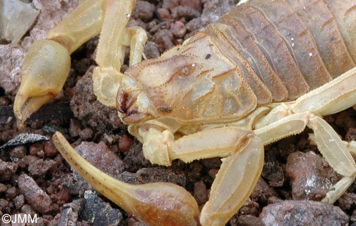 Buthus occitanus : Scorpion languedocien