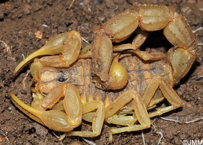 Buthus tunetanus