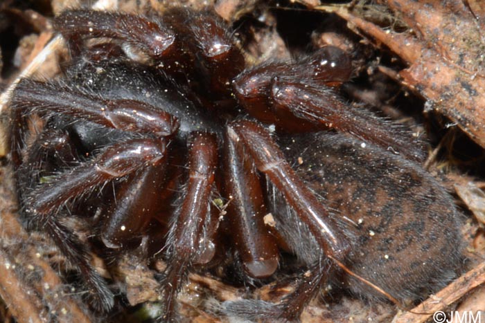 Coelotes terrestris : Coelote terrestre