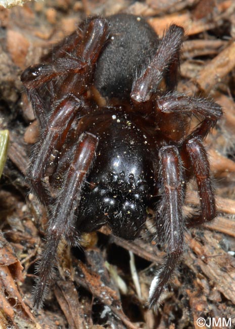 Coelotes terrestris : Coelote terrestre