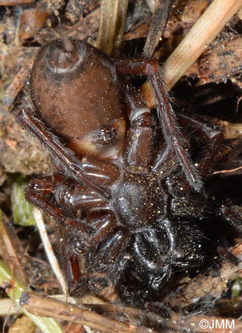 Coelotes terrestris : Coelote terrestre