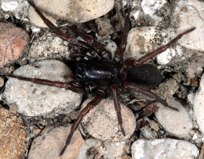 Coelotes terrestris : Coelote terrestre