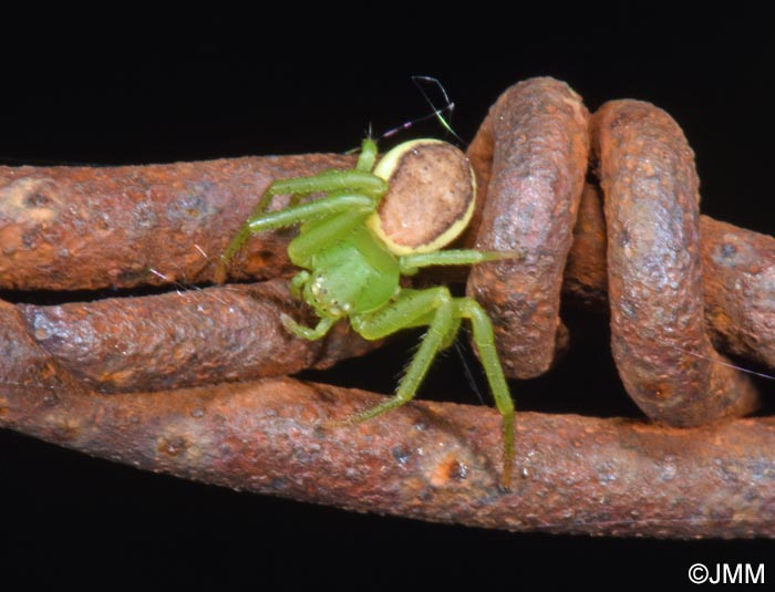 Diaea dorsata : Thomise tricolore