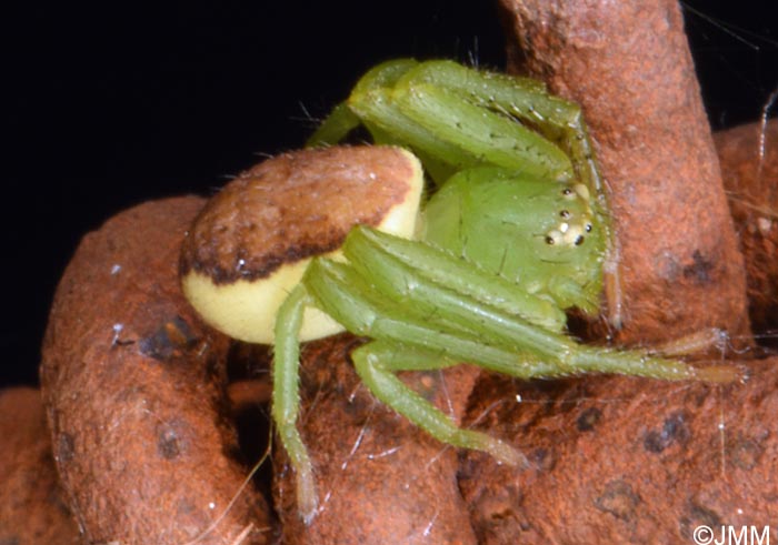 Diaea dorsata : Thomise tricolore