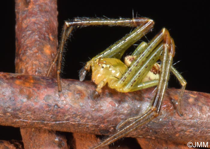 Diaea dorsata : Thomise tricolore