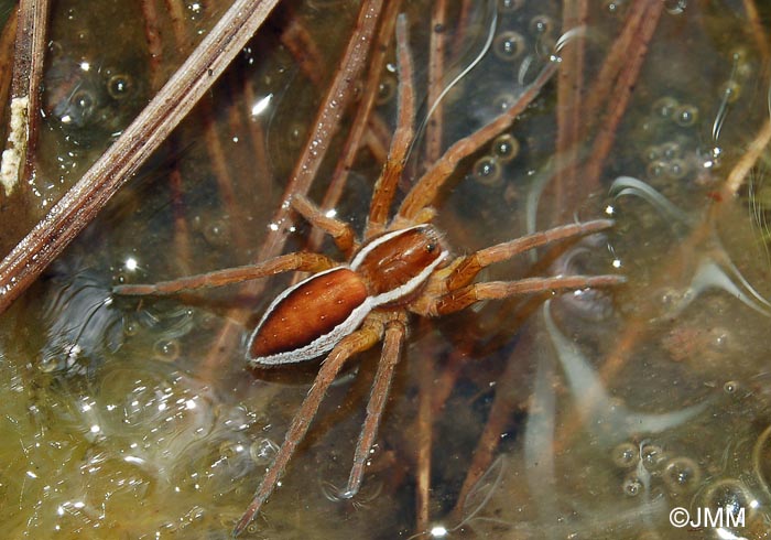 Dolomedes fimbriatus : Dolomde des marais