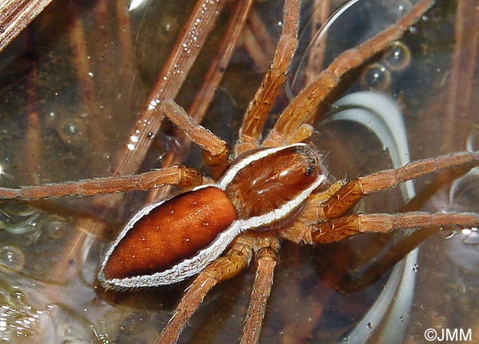 Dolomedes fimbriatus : Dolomde des marais