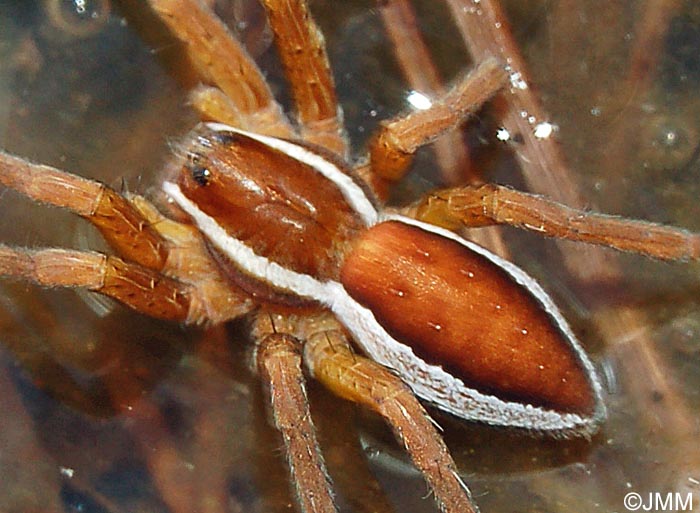 Dolomedes fimbriatus : Dolomde des marais