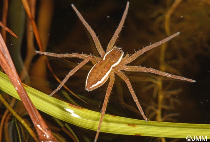 Dolomedes plantarius