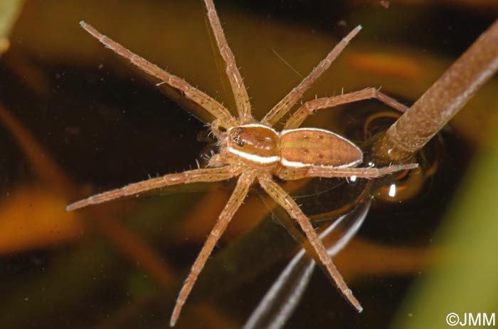 Dolomedes plantarius