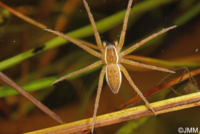 Dolomedes plantarius