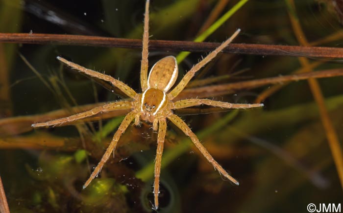 Dolomedes plantarius