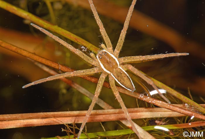 Dolomedes plantarius