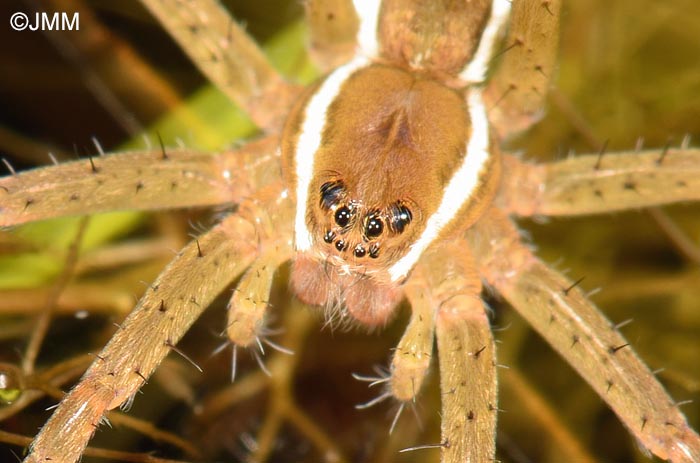 Dolomedes plantarius