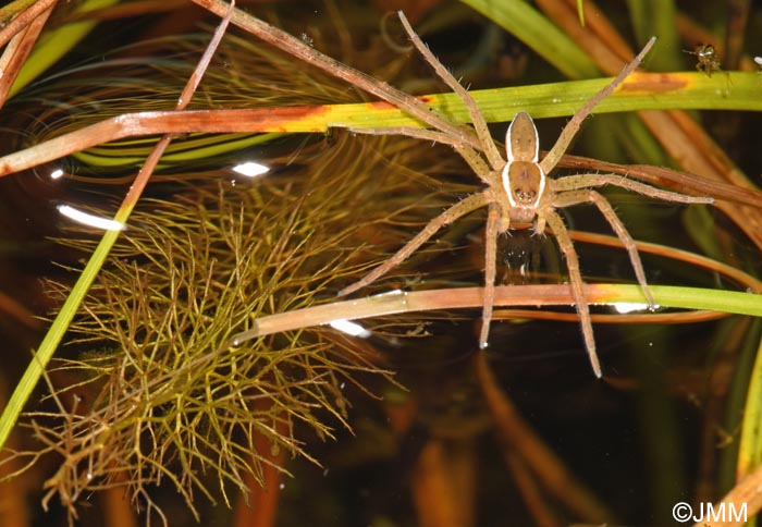 Dolomedes plantarius & Utricularia stygia