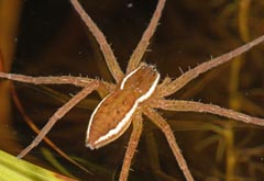 Dolomedes plantarius