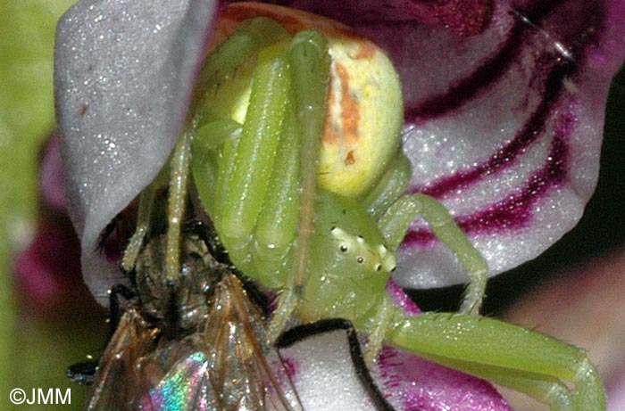 Ebrechtella tricuspidata