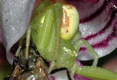 Ebrechtella tricuspidata