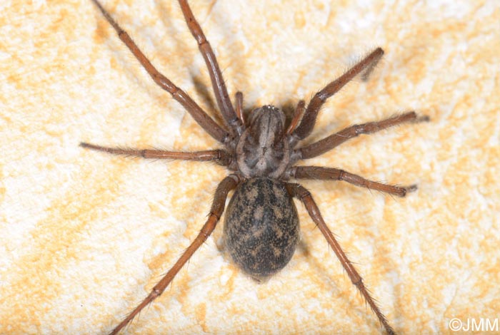 Eratigena atrica : Tgnaire des maisons, Tgnaire noire