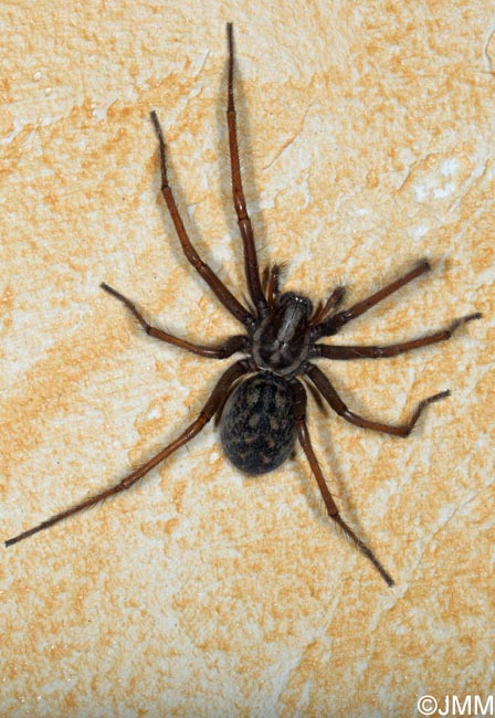 Eratigena atrica : Tgnaire des maisons, Tgnaire noire