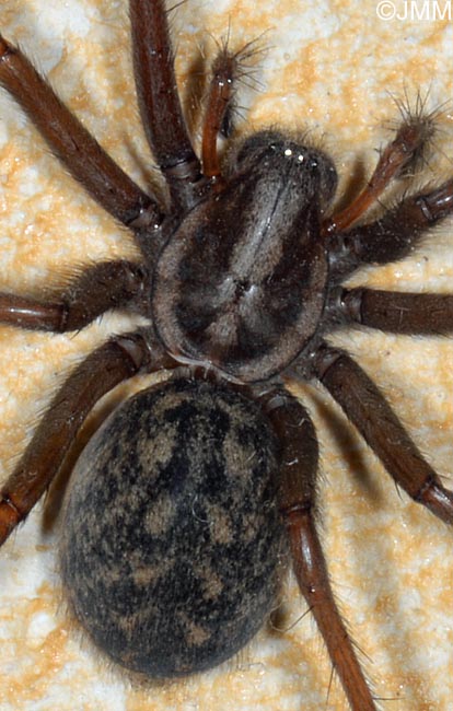 Eratigena atrica : Tgnaire des maisons, Tgnaire noire