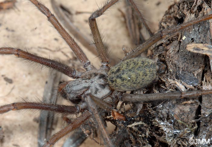 Eratigena atrica : Tgnaire des maisons