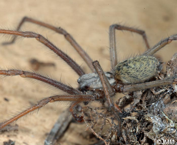 Eratigena atrica : Tgnaire des maisons