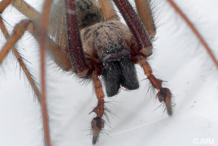 Eratigena atrica : Tgnaire des maisons