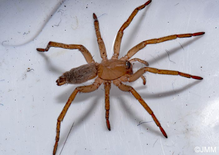 Eratigena fuesslini = Tegenaria fuesslini