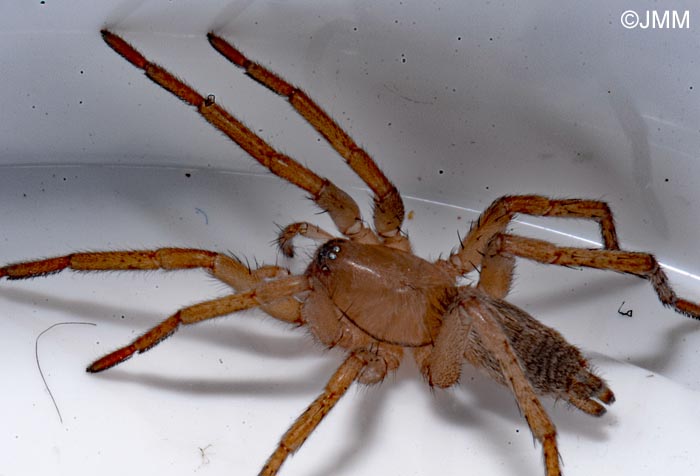 Eratigena fuesslini = Tegenaria fuesslini