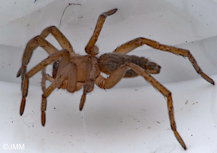 Eratigena fuesslini = Tegenaria fuesslini