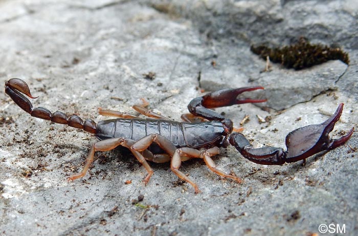 Euscorpius carpathicus