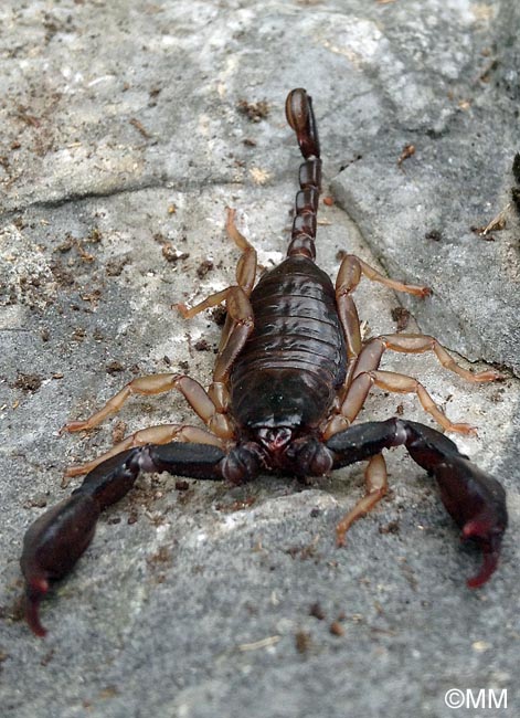 Euscorpius carpathicus