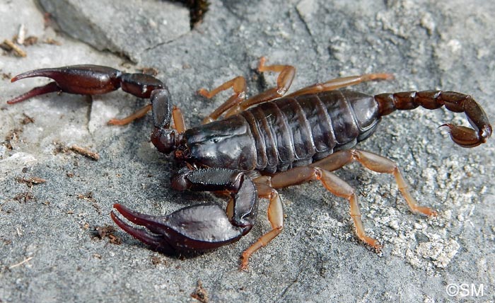 Euscorpius carpathicus