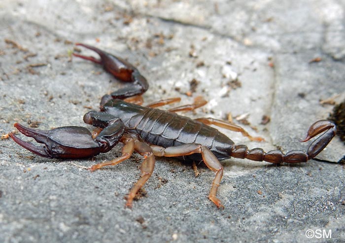 Euscorpius carpathicus