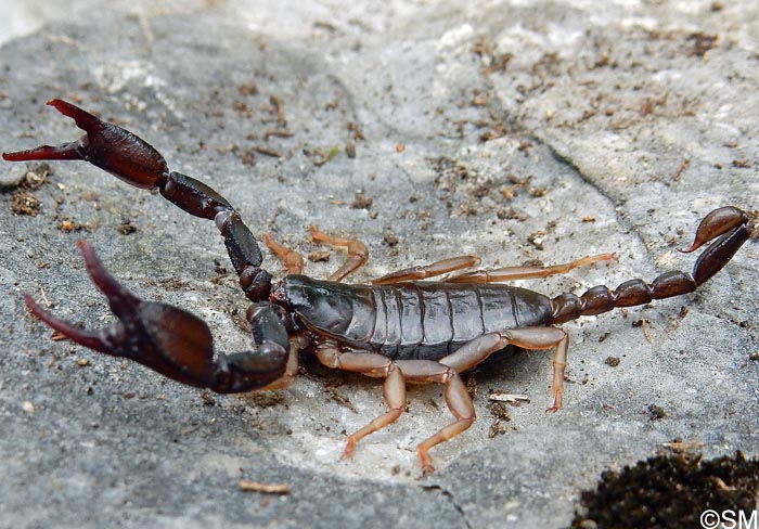 Euscorpius carpathicus