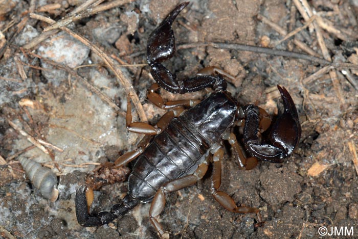 Euscorpius flavicaudis : Scorpion noir  queue jaune