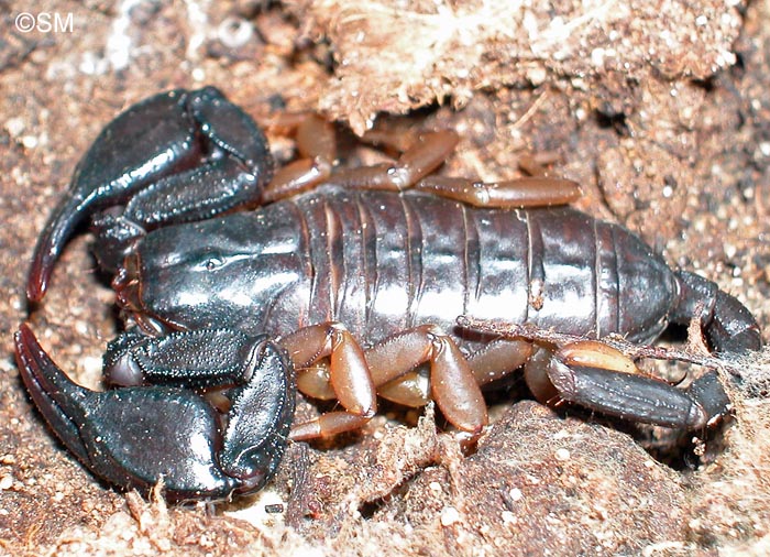 Euscorpius flavicaudis : Scorpion noir  queue jaune