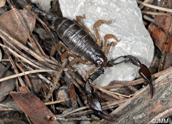 Euscorpius flavicaudis : Scorpion noir  queue jaune