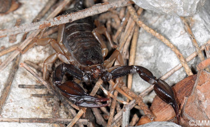 Euscorpius flavicaudis : Scorpion noir  queue jaune