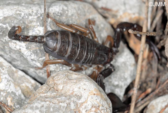 Euscorpius flavicaudis : Scorpion noir  queue jaune