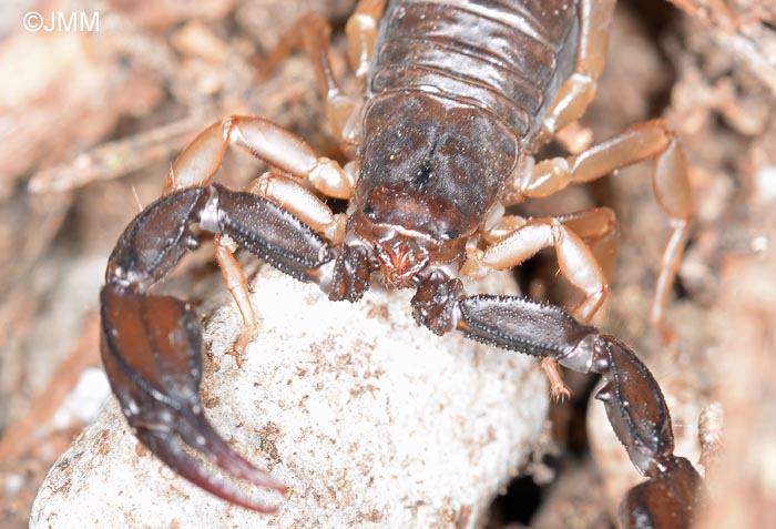 Euscorpius flavicaudis : Scorpion noir  queue jaune