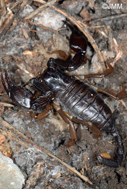 Euscorpius flavicaudis : Scorpion noir  queue jaune