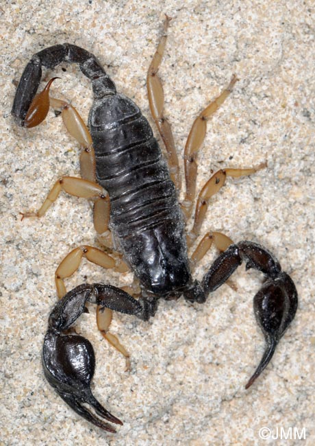 Euscorpius flavicaudis : Scorpion noir  queue jaune