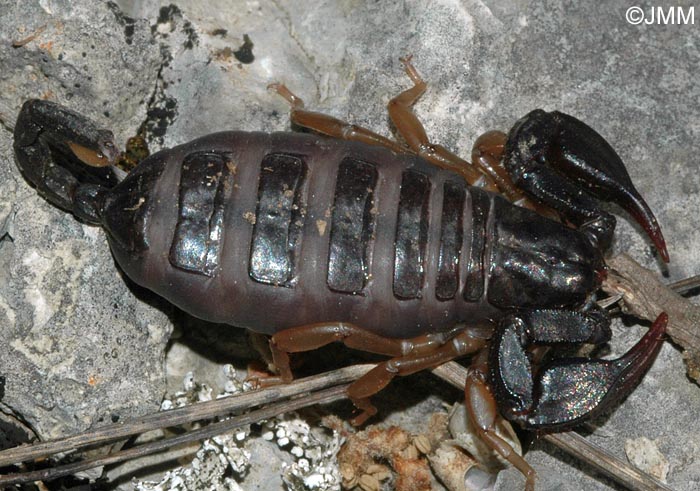 Euscorpius flavicaudis : Scorpion noir  queue jaune