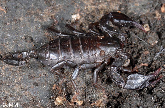 Euscorpius italicus : Scorpion mditerranen