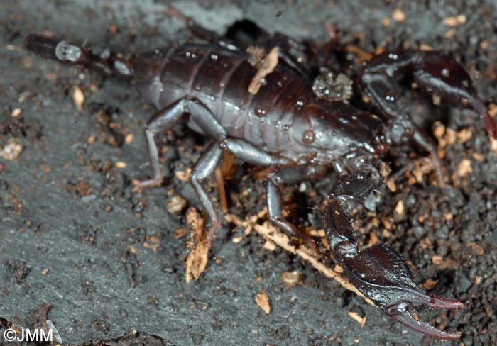 Euscorpius italicus : Scorpion mditerranen